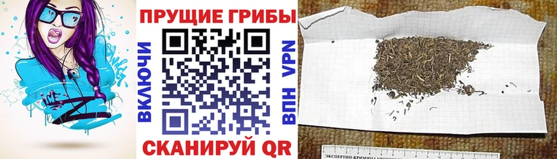 Купить закладки  Нахабино  Галлюциногенные грибы Psilocybine cubensis 
